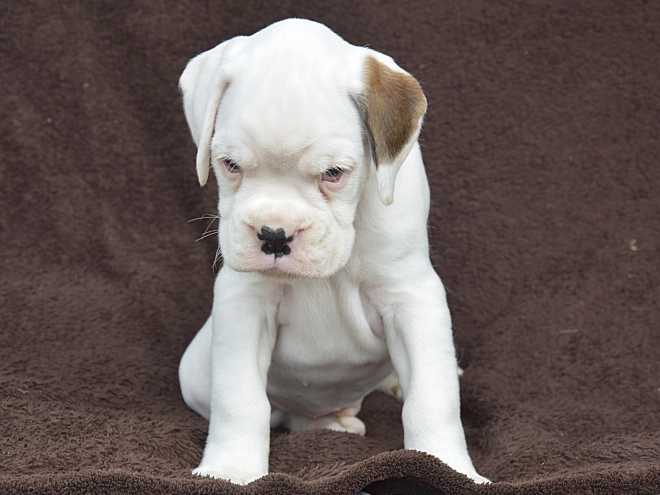Boxer puppy for sale