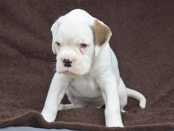 Boxer puppy for sale
