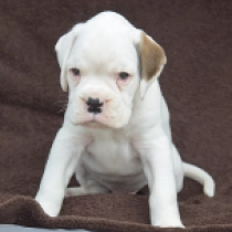 Frank, white Boxer en venta