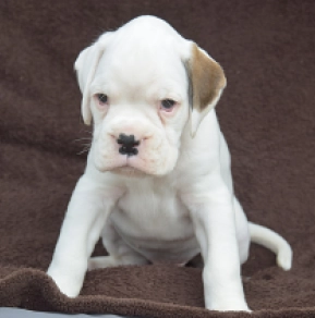 Boxer puppy for sale