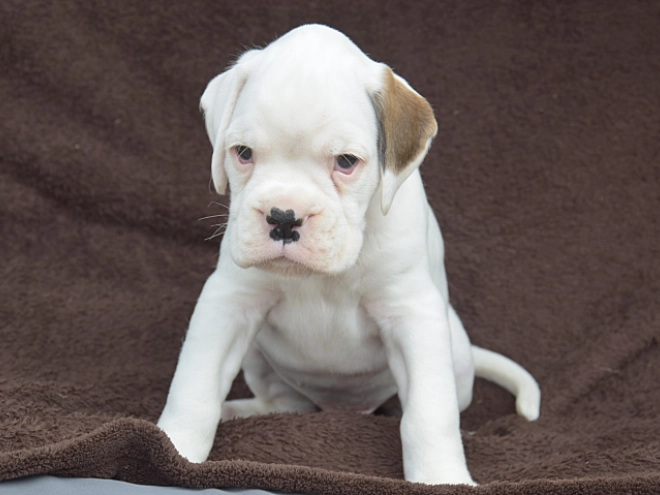 Boxer puppy for sale