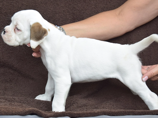 Boxer puppy for sale