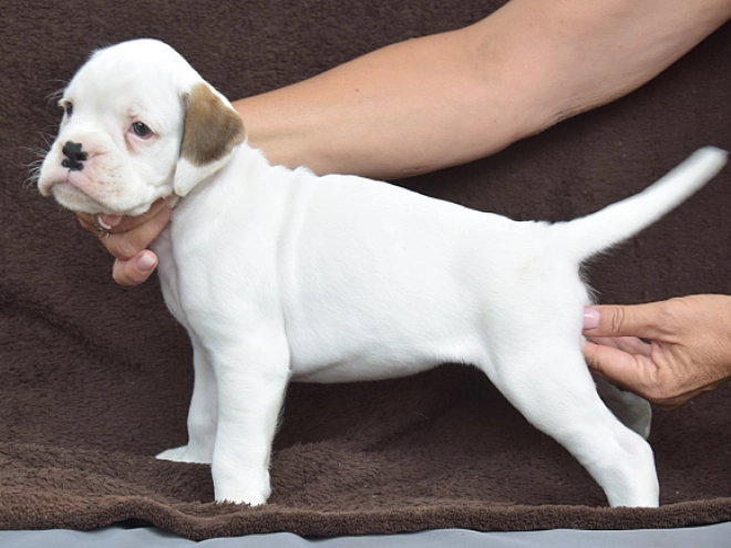 Boxer puppy for sale