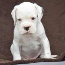 Mike, white Boxer en venta