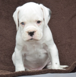 Boxer puppy for sale