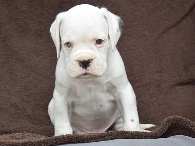 Perros Boxer en venta