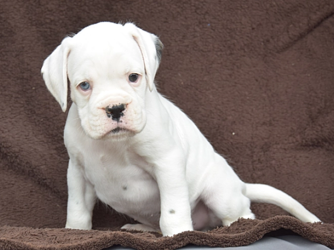 Perros Boxer en venta