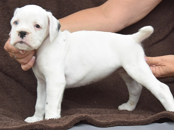 Perros Boxer en venta