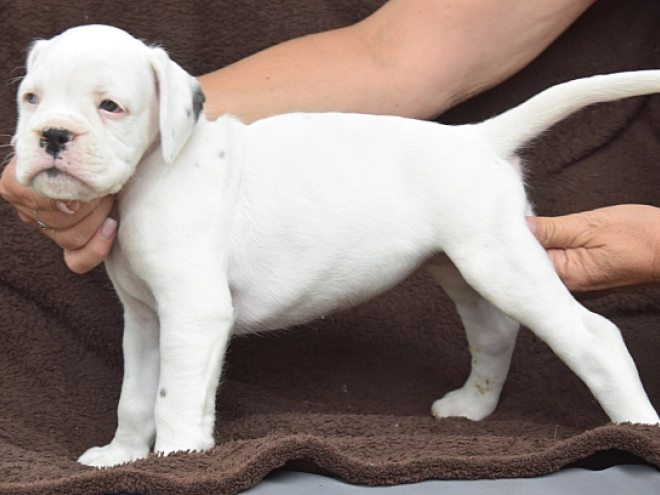 Perros Boxer en venta