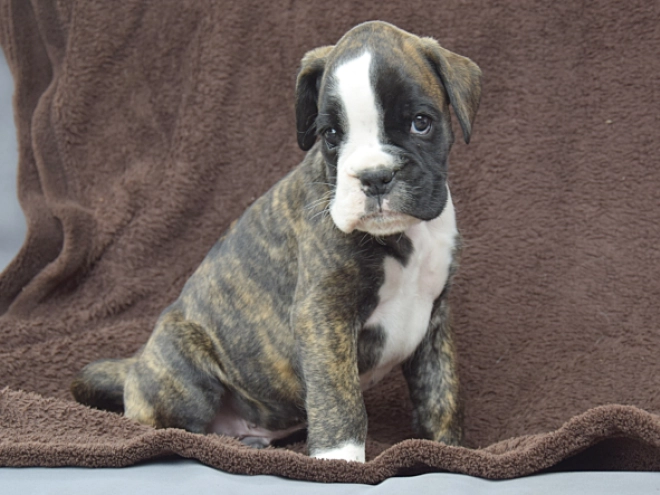 Boxer puppy for sale