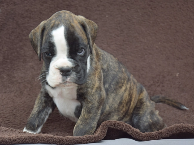 Boxer puppy for sale