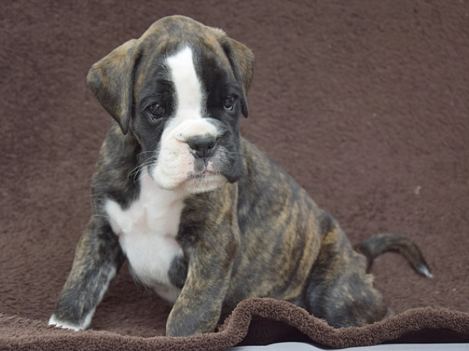 Boxer puppy for sale