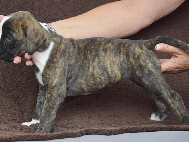 Boxer puppy for sale