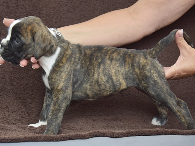 Boxer puppy for sale