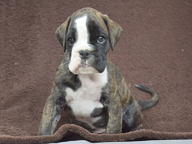 Boxer puppy for sale