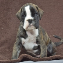 Barney Rubble, brindle Boxer for sale