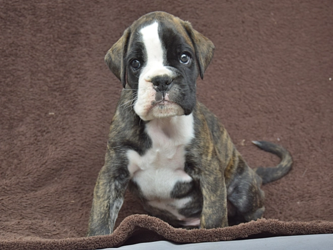 Boxer puppy for sale