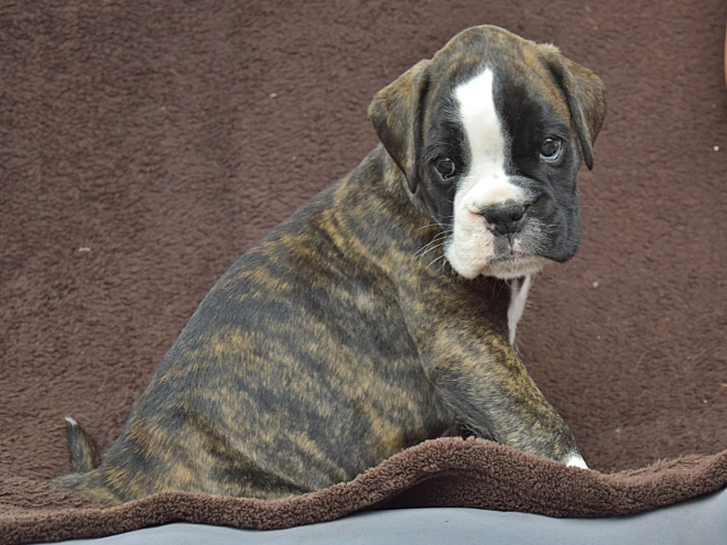 Boxer puppy for sale