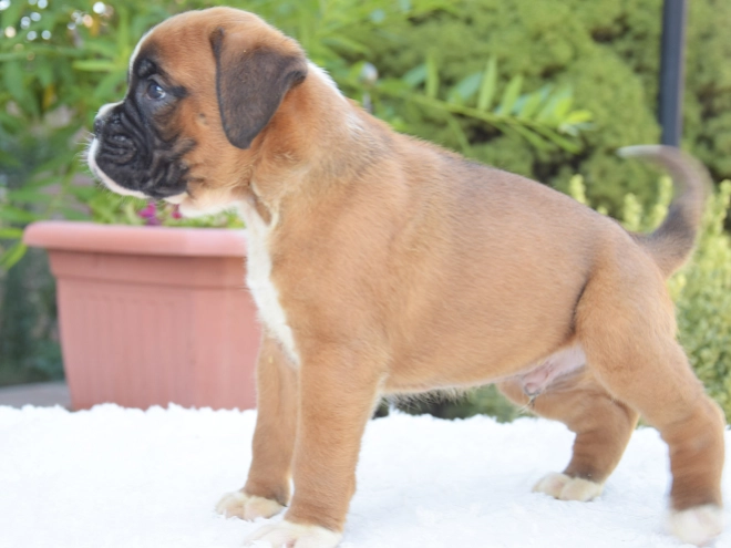 Perros Boxer en venta