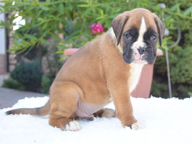 Perros Boxer en venta