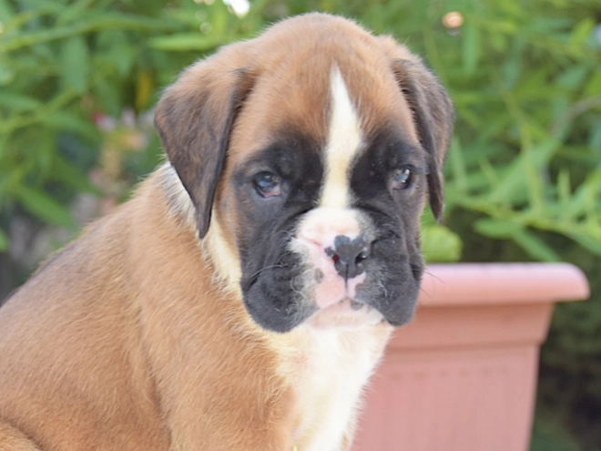 Perros Boxer en venta