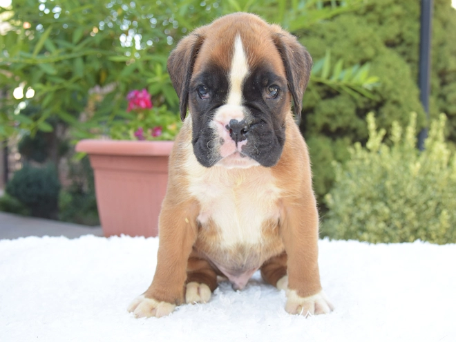 Perros Boxer en venta