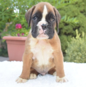 Perros Boxer en venta