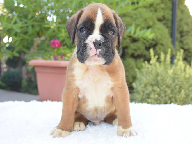 Perros Boxer en venta
