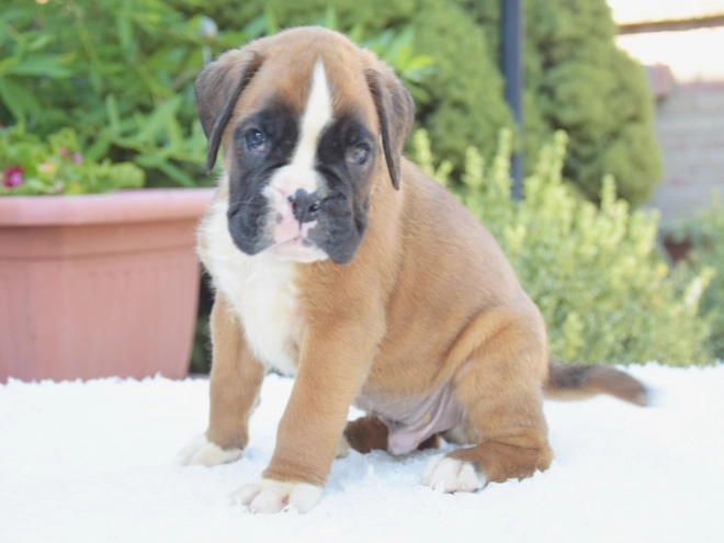 Perros Boxer en venta
