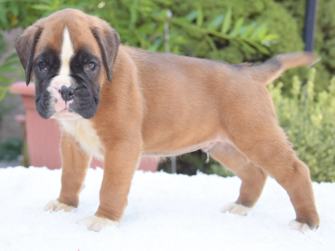 Perros Boxer en venta