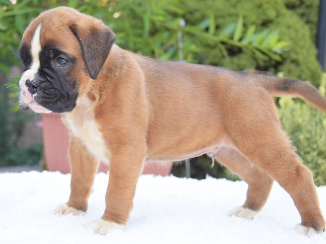 Perros Boxer en venta