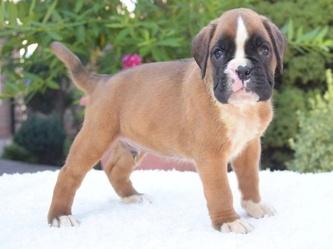 Perros Boxer en venta