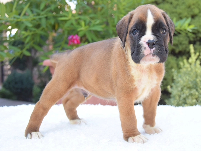 Perros Boxer en venta