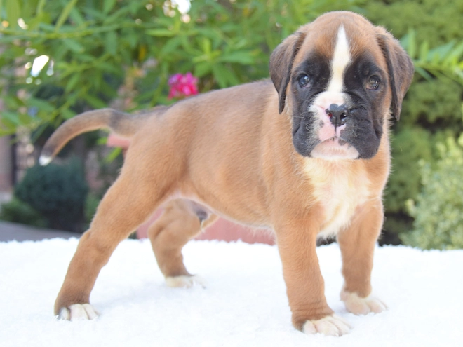 Perros Boxer en venta