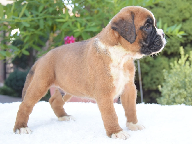 Perros Boxer en venta