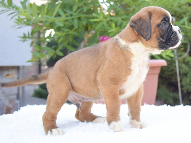 Perros Boxer en venta