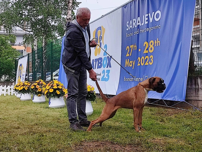 Perros Boxer en venta