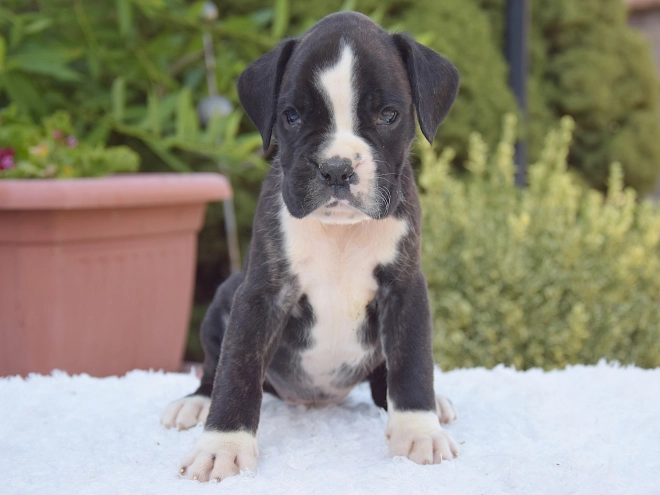Perros Boxer en venta