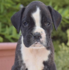 Perros Boxer en venta