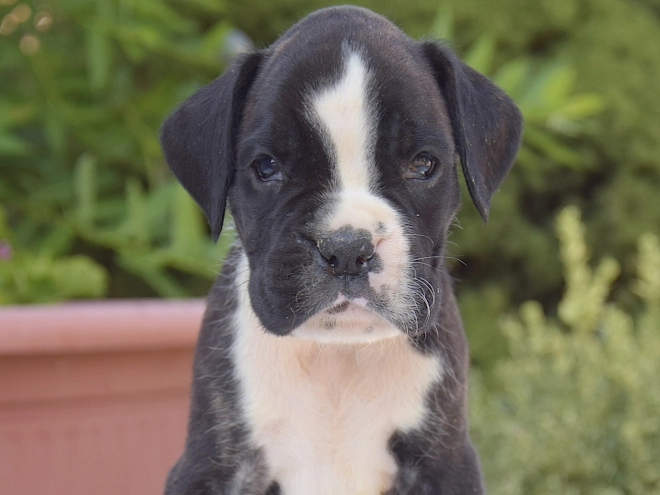 Perros Boxer en venta