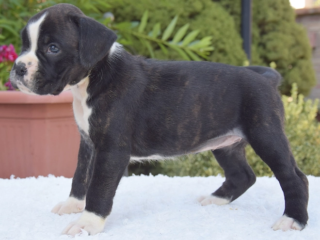 Perros Boxer en venta