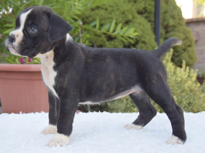 Perros Boxer en venta
