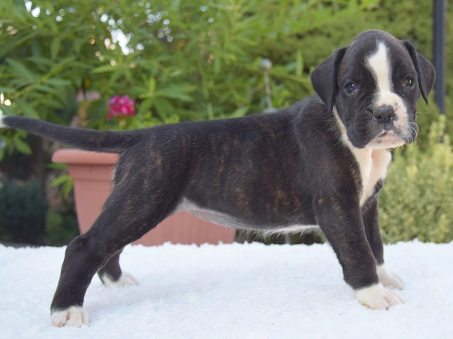 Perros Boxer en venta