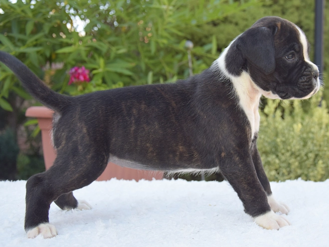 Perros Boxer en venta