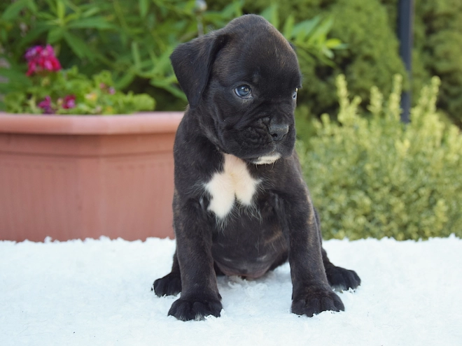 Perros Boxer en venta