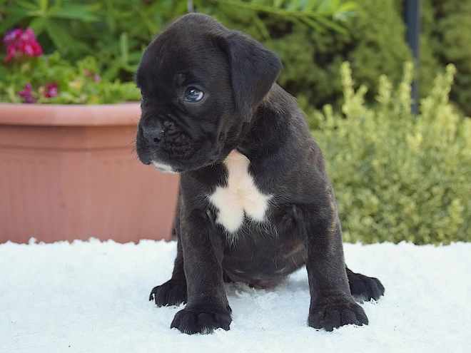 Perros Boxer en venta