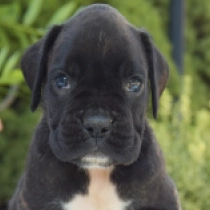 Rain, brindle with white markings Boxer for sale