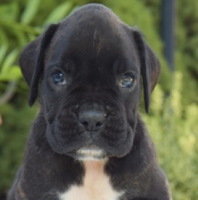 Perros Boxer en venta
