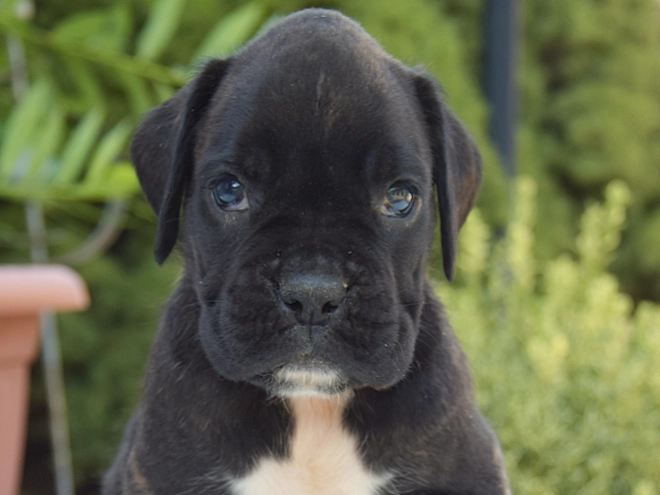 Perros Boxer en venta