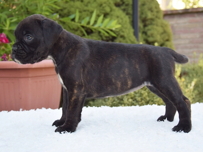 Perros Boxer en venta